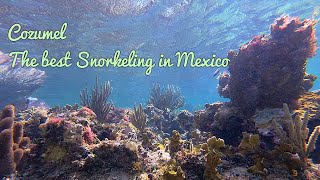 The best free Snorkeling in Mexico! Cozumel