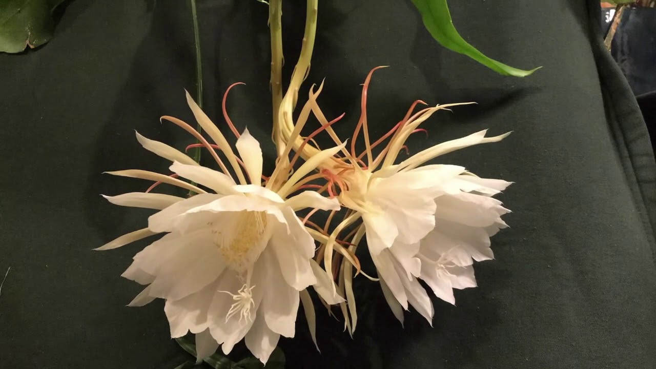 Epiphyllum Time Lapse - 曇花 全程縮時攝影 - YouTube