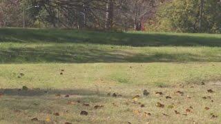 What is the future of Bingham Park in Greensboro?