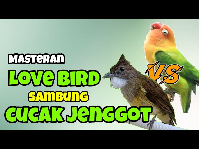 masteran burung love bird sambung cucak jenggot class=