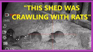 shooting rats at a new beef perm