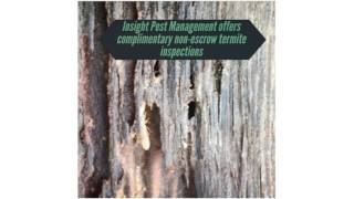 Insight Pest Management - Termite Inspection in Thousand Oaks, CA