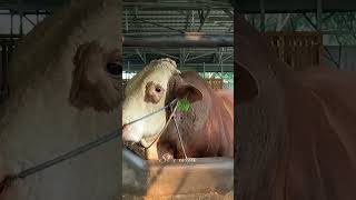 Tips for selecting young cattle for fattening