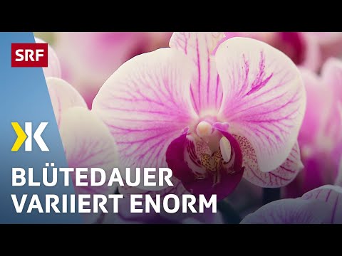 Video: Was ist der Unterschied zwischen einer Orchidee und einer Phalaenopsis: vergleichen und bewerten