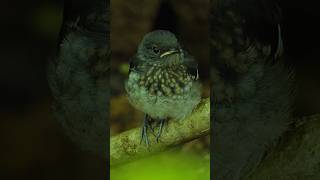 Vannathi Kuruvi (Oriental magpie-robin) feeding its babies 🐤 #naturelovers #birds #SonyA6700 #Tamron