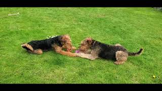 Airedale Terrier Dog Sitting