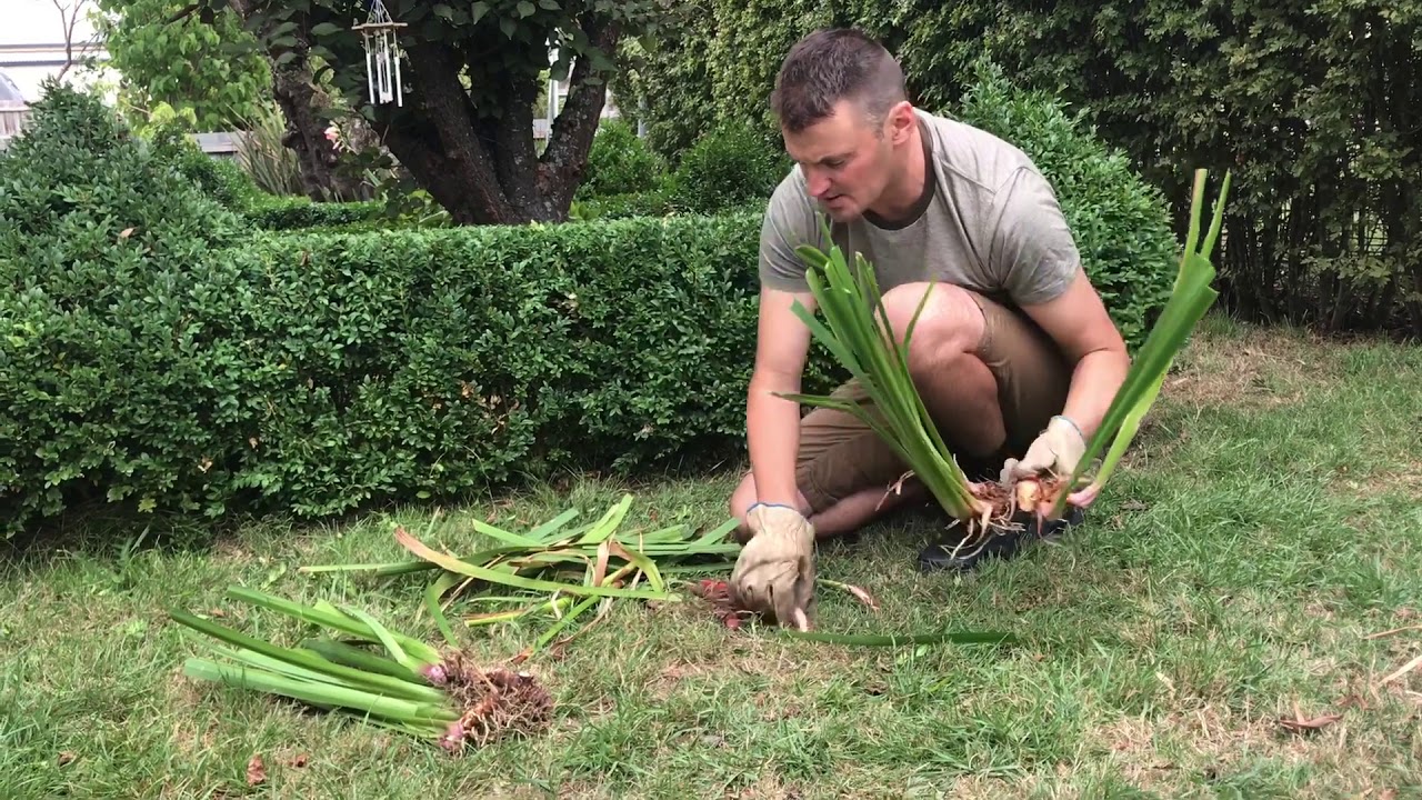 The Dad Gardener episode #14 How to divide Japanese water iris.. - YouTube