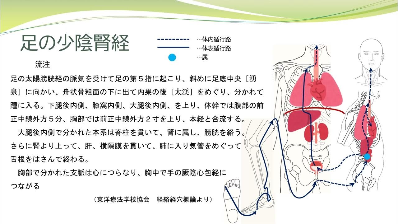 【経絡経穴を覚えよう】足の少陰腎経 流注 暗記用 YouTube
