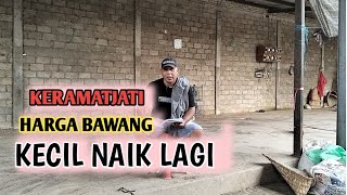 BAWANG MERAH KECIL NAIK LAGI | BJM CHANNEL