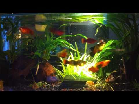 Пецилии в моём аквариуме.