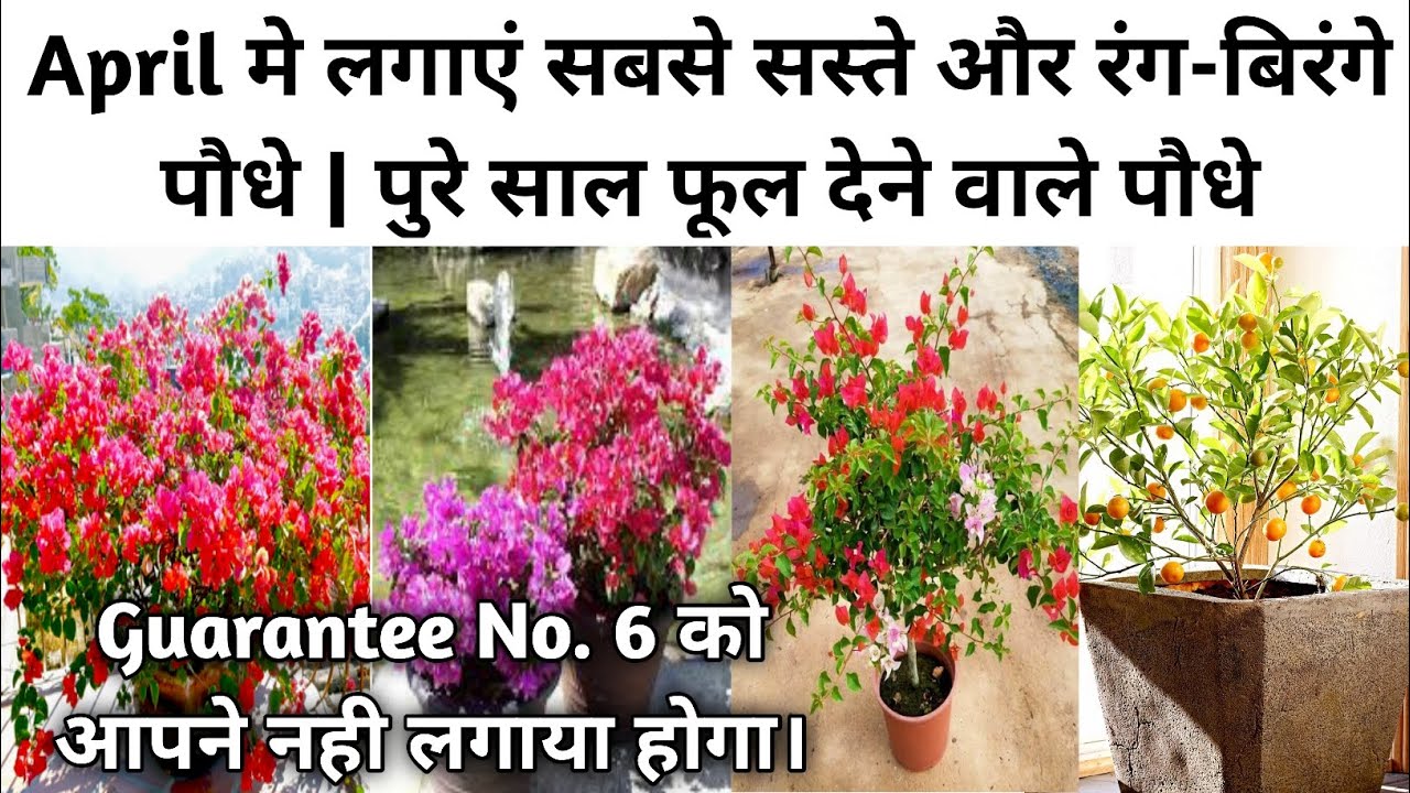 Permanent flowering plants for summer in india | पुरे साल फूल देने वाले पौधे