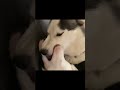 Show Affection Kiss With Tongue Shorts Dog 