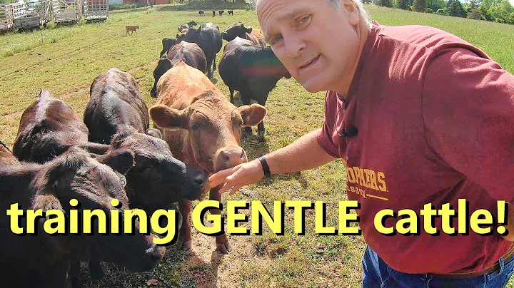 Master the Art of Raising Gentle Cattle: Ultimate Guide
