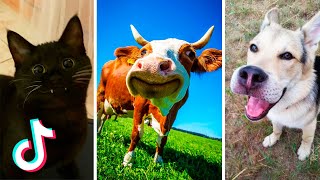 Cute Animal TikToks that Will Make Your Day Much Better 😍😂