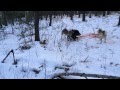 охота на кабана с лайками, видео