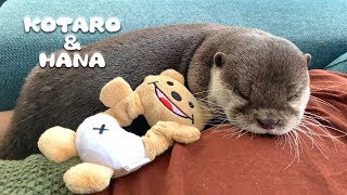 カワウソコタローとハナ　父ちゃんの上でまったりほのぼの癒しの時間　Otter Kotaro&Hana Sit Back and Relax