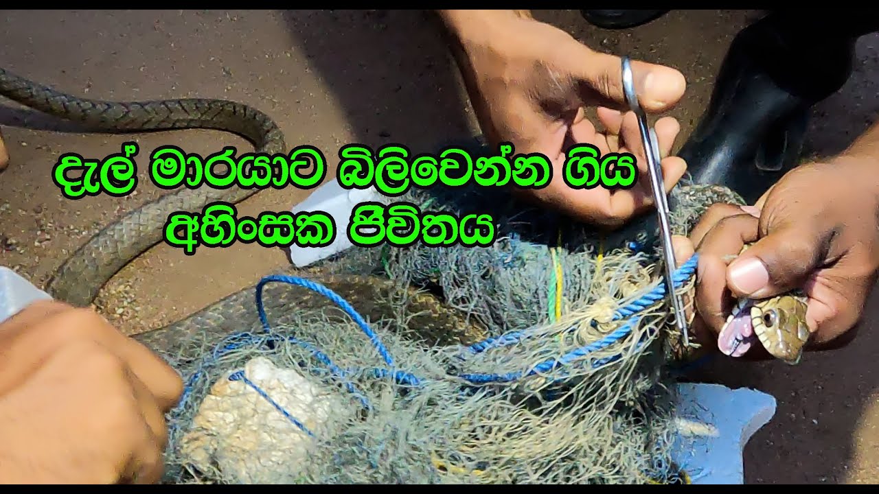 The rat snake entangled in fishing net - YouTube