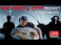 🎙️ Подкаст: Рыбалка на сома для начинающих! Виталий Дальке проводит мастер-класс 🎣