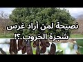 نصيحة من ذهب لمن أراد الاستثمار في غرس شجرة الخروب Carob Tree 