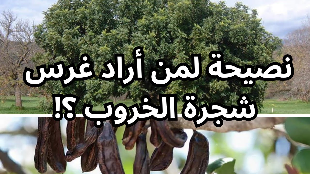 نصيحة من ذهب لمن أراد الاستثمار في غرس شجرة الخروب ، Carob tree