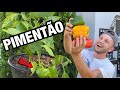 Tudo sobre o pimento  cultivo rega terra ideal adubao e propagao