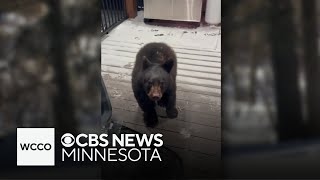 Baby bear shows up outside northern Minnesota family's home
