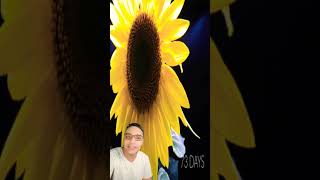 شاهد نمو زهرة عباد الشمس فى 75 يوم AMAZING  !!! GROWING SUNFLOWER SEED TO FLOWER IN 75 DAYS  #shorts