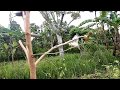 Prenjak Ngacor | Amazing Voice Of Wild Bird | Glue bird trap