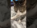 ふみふみにゃんこ