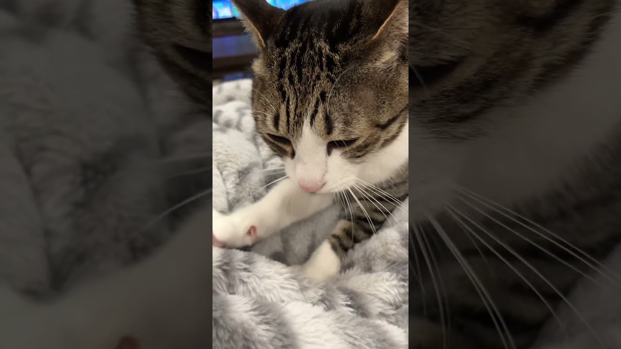 ふみふみにゃんこ