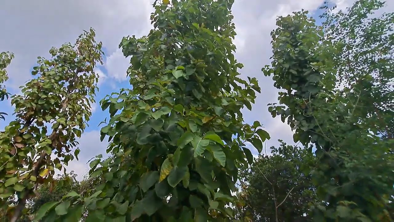 Embracing the Beauty of Green Nature: A Journey Through Our Lovely Earth 🌍 