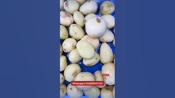 máy gọt vỏ khoai. potato peeling machine.