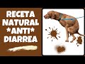 🛑Que Hacer si mi Perro tiene Diarrea⏭Aprende (1)Tratamiento CASERO para la DIARREA en Perros y Gatos