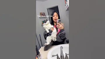 Why Me Funny Cat Videos 2025 