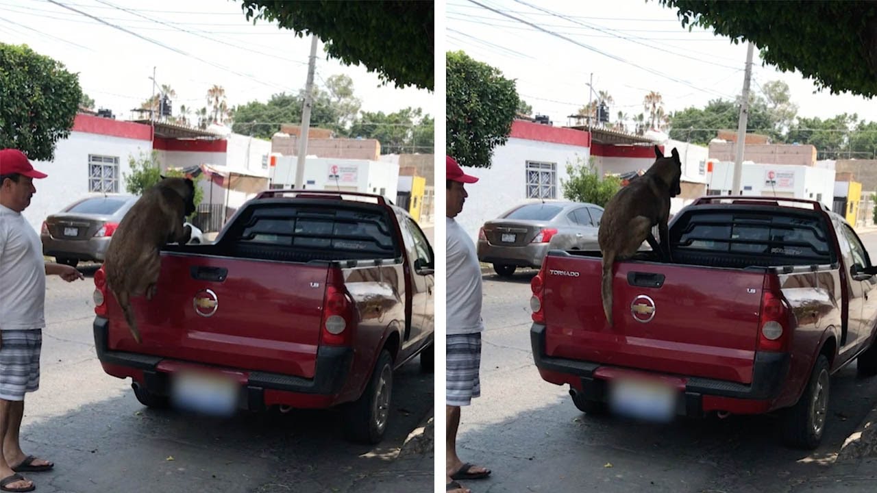 Will A Dog Jump Out Of A Truck