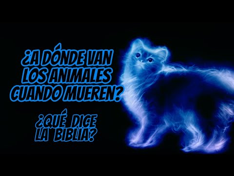 Video: Cuando los animales mueren, ¿adónde van?