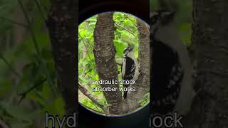 Woodpeckers Unique Liver Adaptation
