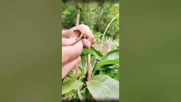 果樹嫁接的詳細操作過程，30秒教你學習果樹嫁接Detailed operation process of fruit tree grafting, how to graft fruit trees