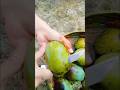 #🥀🥀সকালবেলা ছাদ থেকে পাকা আম খোটা।🥀🥀🥭🥭