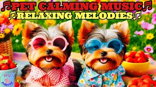 CALMING AMBIENT MUSIC YOUR  PETS WILL LOVE!💗🐕💗Relax Your Sweeties🐶during🍓”Strawberry Month”!🍓🌎