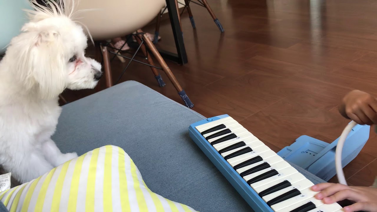 犬 おもしろ 動画 歌う 面白い 動物 ハプニング かわいい Youtube