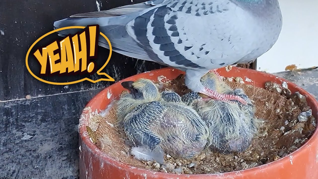 BABY PIGEONS Looking Good! YouTube