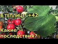 Пришла жара, потеряем урожай томатов и огурцов?