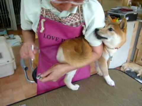 camera iphone 8 plus apk 5月28日　A