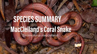 Species Summary   MacClelland's Coral Snake   Sinomicrurus macclellandi   4K