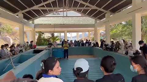 BẢO TỒN RÙA BIỂN TẠI VƯỜN QUỐC GIA NÚI CHÚA - NINH THUẬN