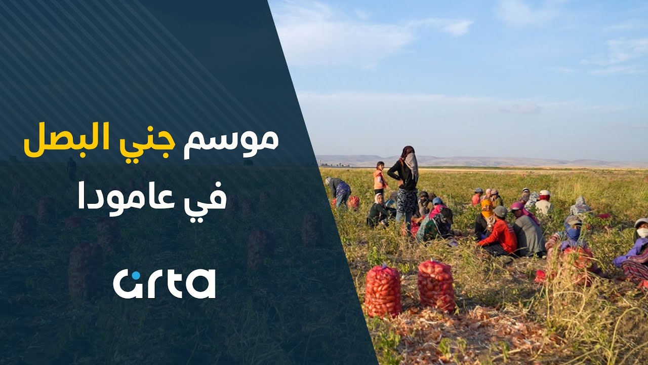 موسم جني البصل في عامودا