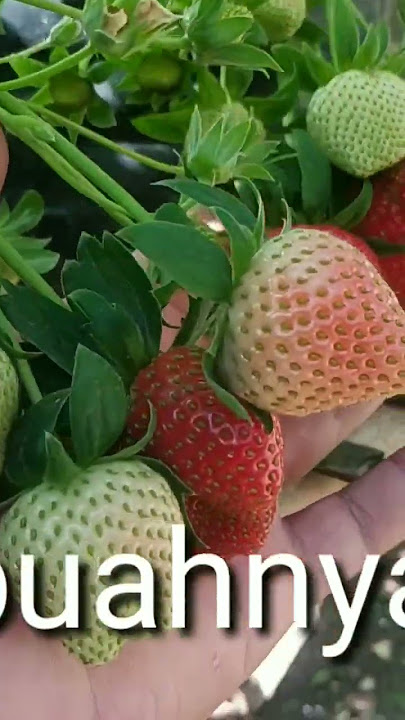 pupuk strawberry paling bagus