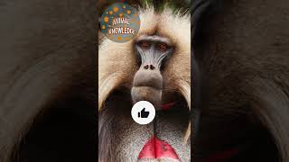 Gelada&#39;s sex with a ..