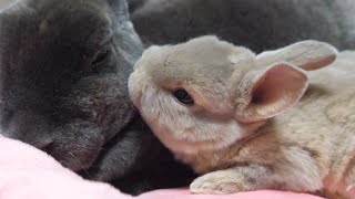 Quintuplets baby rabbits growing at a tremendous rate